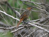Cape Grassbird (Sphenoeacus afer)