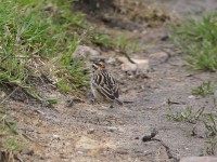 Pin-tailed Whydah (Vidua macroura)