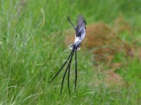 Pin-tailed Whydah (Vidua macroura)