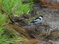 Pin-tailed Whydah (Vidua macroura)