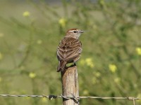 Red-capped Lark (Calandrella cinerea)