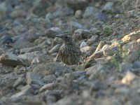 Agulhas Long-billed Lark (Certhilauda brevirostris)