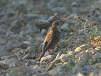 Agulhas Long-billed Lark (Certhilauda brevirostris)