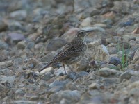 Agulhas Long-billed Lark (Certhilauda brevirostris)