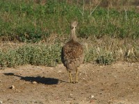 Karoo Korhaan (Eupodotis vigorsii)