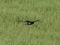 Black Harrier (Circus maurus)