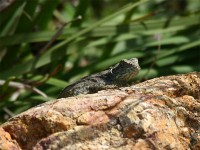 Lizzard sp.