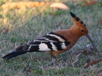 African Hoopoe (Upupa africana)