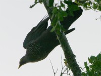 African Olive Pigeon (Columba arquatrix)