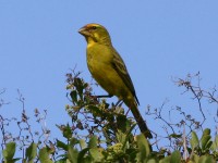 Brimstone Canary (Crithagra sulphurata)