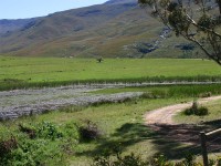 Suurbraak