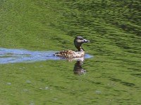White-backed Duck (Thalassornis leuconotus)