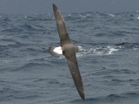 Shy Albatross (Thalassarche cauta)