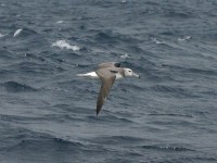 Shy Albatross (Thalassarche cauta)