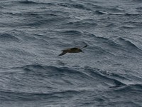 Sooty Shearwater (Puffinus griseus)