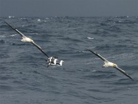 Cape Gannet (Morus capensis) Cape Petrel (Daption capense)