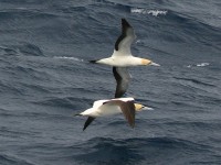 Cape Gannet (Morus capensis)