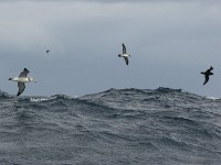 Shy Albatross (Thalassarche cauta) Great Shearwater (Puffinus gravis) White-chinned Petrel (Procellaria aequinoctialis)