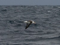 Black-browed Albatross (Thalassarche melanophris)