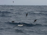 Shy Albatross (Thalassarche cauta) White-chinned Petrel (Procellaria aequinoctialis)