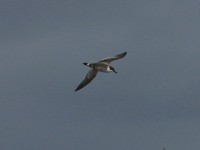 Great Shearwater (Puffinus gravis)