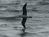Atlantic Yellow-nosed Albatross (Thalassarche chlororhynchos)