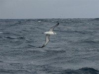 Shy Albatross (Thalassarche cauta)