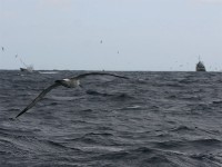Shy Albatross (Thalassarche cauta)