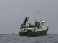 Pelagic