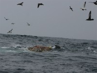 Cape Petrel (Daption capense) Sooty Shearwater (Puffinus griseus) Great Shearwater (Puffinus gravis) White-chinned Petrel (Procellaria aequinoctialis)