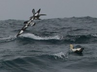 Cape Petrel (Daption capense) Great Shearwater (Puffinus gravis)