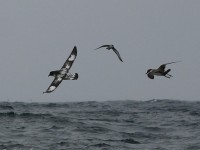 Cape Petrel (Daption capense) Great Shearwater (Puffinus gravis)
