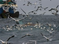 Pelagic