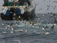 Pelagic