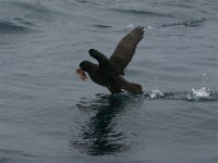 White-chinned Petrel (Procellaria aequinoctialis)
