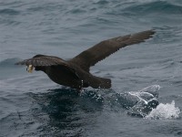 White-chinned Petrel (Procellaria aequinoctialis)