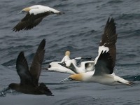 Sooty Shearwater (Puffinus griseus) Cape Gannet (Morus capensis)