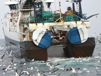 Pelagic