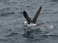 Black-browed Albatross (Thalassarche melanophris)