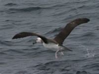Black-browed Albatross (Thalassarche melanophris)