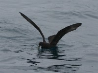 White-chinned Petrel (Procellaria aequinoctialis)