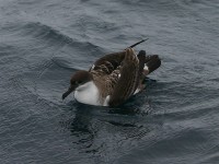 Great Shearwater (Puffinus gravis)