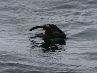 White-chinned Petrel (Procellaria aequinoctialis)