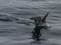 Great Shearwater (Puffinus gravis)
