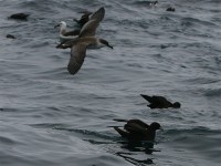 Great Shearwater (Puffinus gravis) White-chinned Petrel (Procellaria aequinoctialis)