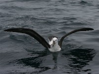 Black-browed Albatross (Thalassarche melanophris)