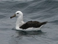 Black-browed Albatross (Thalassarche melanophris)
