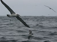 Shy Albatross (Thalassarche cauta) Cape Petrel (Daption capense)