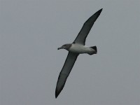 Shy Albatross (Thalassarche cauta)
