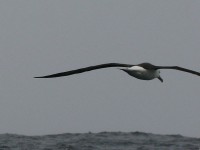 Yellow-nosed Albatross sp.